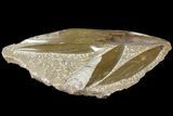 Polished Fossil Orthoceras (Cephalopod) Plate #104631-1